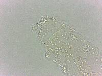 Calohypsibius ornatus image