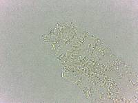 Calohypsibius ornatus image