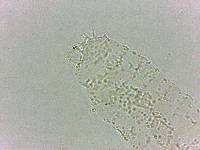 Calohypsibius ornatus image