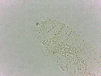 Calohypsibius ornatus image