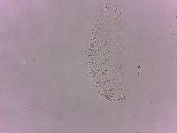 Calohypsibius ornatus image
