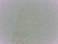 Calohypsibius ornatus image