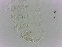Calohypsibius ornatus image