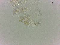 Calohypsibius ornatus image