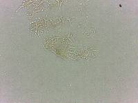 Calohypsibius ornatus image