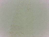 Calohypsibius ornatus image