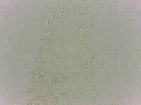 Calohypsibius ornatus image