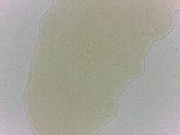 Diphascon alpinum image