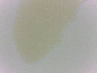 Diphascon alpinum image