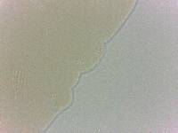Diphascon alpinum image