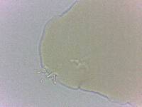 Platicrista angustata image