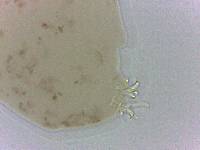 Platicrista angustata image