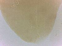 Adropion belgicae image