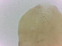 Adropion belgicae image