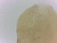Adropion belgicae image