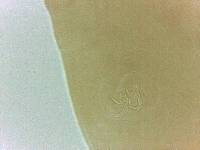 Adropion belgicae image