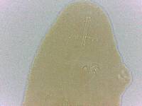 Adropion belgicae image
