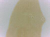 Adropion belgicae image