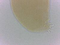 Adropion belgicae image
