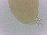 Adropion belgicae image