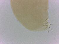 Adropion belgicae image