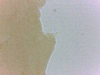 Adropion belgicae image
