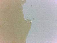 Adropion belgicae image