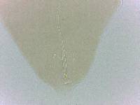 Adropion belgicae image