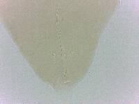 Adropion belgicae image