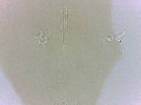 Adropion belgicae image