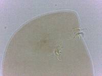 Adropion belgicae image