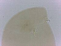 Adropion belgicae image