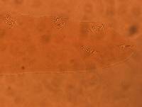 Adropion belgicae image