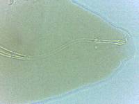 Adropion belgicae image