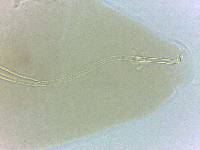 Adropion belgicae image