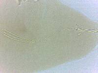 Adropion belgicae image