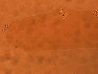 Adropion belgicae image