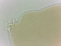Adropion belgicae image