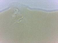 Adropion belgicae image