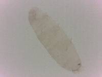 Diphascon chilenense image
