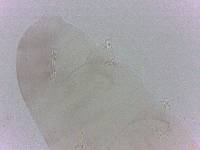 Diphascon chilenense image