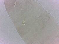 Diphascon chilenense image