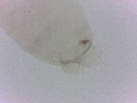 Diphascon chilenense image