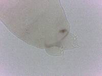 Diphascon chilenense image