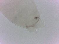 Diphascon chilenense image
