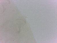 Diphascon chilenense image