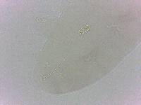 Diphascon chilenense image