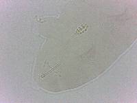 Diphascon chilenense image