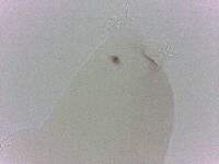 Diphascon chilenense image