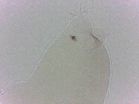 Diphascon chilenense image